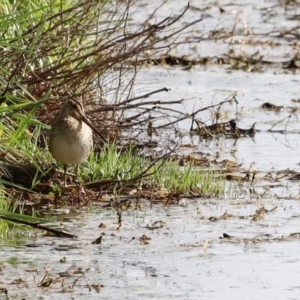 Gallinago hardwickii at Fyshwick, ACT - suppressed