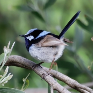 Malurus cyaneus at Fyshwick, ACT - 9 Oct 2020