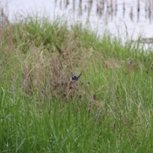 Malurus cyaneus at Fyshwick, ACT - 9 Oct 2020