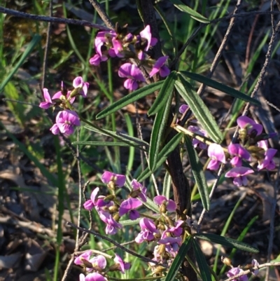 Glycine clandestina (Twining Glycine) at Watson, ACT - 12 Oct 2020 by JaneR