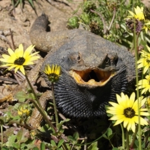 Pogona barbata at Deakin, ACT - suppressed