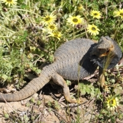 Pogona barbata at Deakin, ACT - suppressed