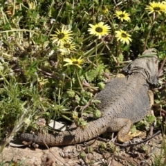 Pogona barbata at Deakin, ACT - suppressed