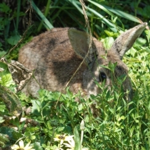 Oryctolagus cuniculus at Deakin, ACT - 12 Oct 2020 10:38 AM