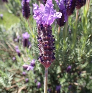 Lavandula stoechas at Tuggeranong DC, ACT - 13 Oct 2020