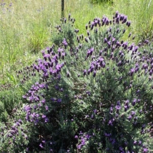 Lavandula stoechas at Tuggeranong DC, ACT - 13 Oct 2020