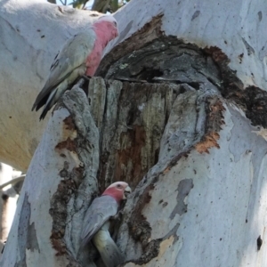 Eolophus roseicapilla at Deakin, ACT - 12 Oct 2020