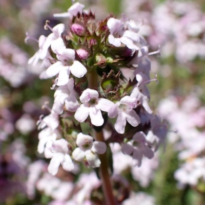 Thymus vulgaris (Garden Thyme) at Tuggeranong DC, ACT - 12 Oct 2020 by RWPurdie