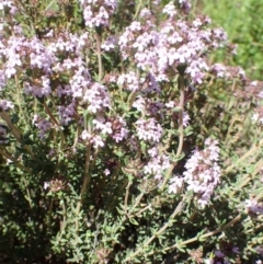 Thymus vulgaris at Tuggeranong DC, ACT - 13 Oct 2020