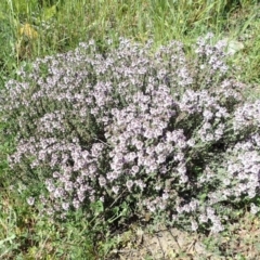 Thymus vulgaris at Tuggeranong DC, ACT - 13 Oct 2020