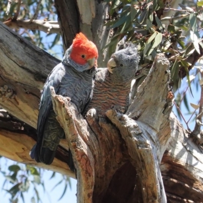 Callocephalon fimbriatum (Gang-gang Cockatoo) at GG229 - 10 Oct 2020 by JackyF