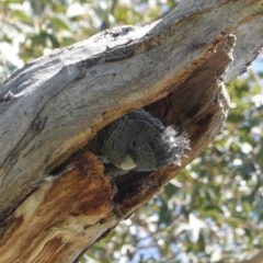 Callocephalon fimbriatum at Hughes, ACT - 11 Oct 2020