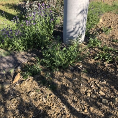 Echium plantagineum (Paterson's Curse) at Hackett, ACT - 10 Oct 2020 by cmobbs