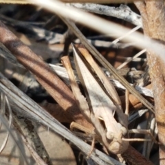 Cryptobothrus chrysophorus (Golden Bandwing) at Aranda Bushland - 13 Oct 2020 by trevorpreston