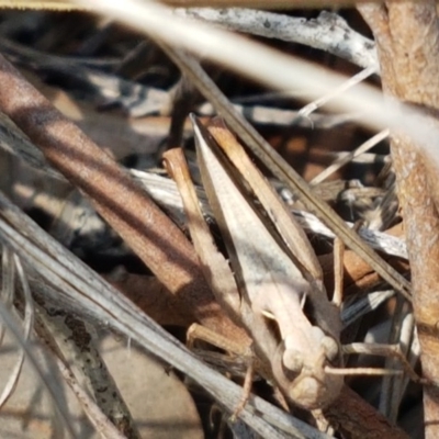 Cryptobothrus chrysophorus (Golden Bandwing) at Aranda Bushland - 13 Oct 2020 by trevorpreston
