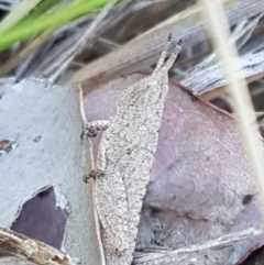 Goniaea opomaloides (Mimetic Gumleaf Grasshopper) at Aranda Bushland - 13 Oct 2020 by trevorpreston