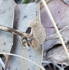 Goniaea opomaloides at Holt, ACT - 13 Oct 2020 12:50 PM