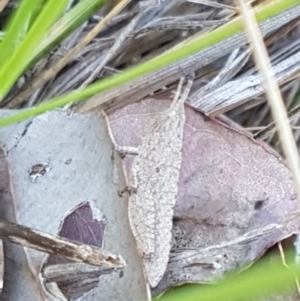 Goniaea opomaloides at Holt, ACT - 13 Oct 2020