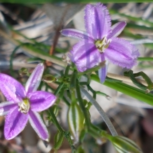 Thysanotus patersonii at Holt, ACT - 13 Oct 2020 12:55 PM