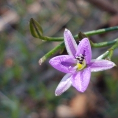 Thysanotus patersonii at Holt, ACT - 13 Oct 2020