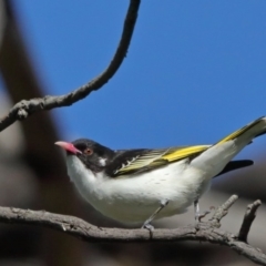 Grantiella picta (Painted Honeyeater) at Mount Ainslie - 13 Oct 2020 by ConBoekel