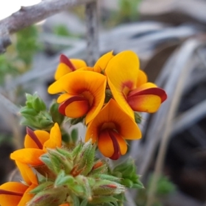 Pultenaea procumbens at Holt, ACT - 13 Oct 2020 12:56 PM