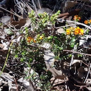 Pultenaea procumbens at Holt, ACT - 13 Oct 2020 12:56 PM