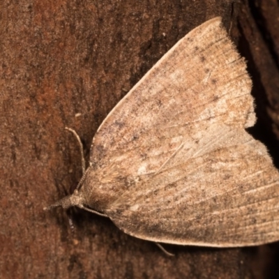 Authaemon stenonipha (Pale-bordered Cape-moth (Ennominae)) at Paddys River, ACT - 14 Mar 2018 by kasiaaus