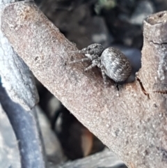 Cymbacha ocellata (Crab spider) at Holt, ACT - 13 Oct 2020 by tpreston