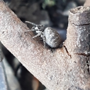 Cymbacha ocellata at Holt, ACT - 13 Oct 2020