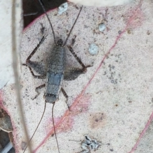 Eurepa marginipennis at Holt, ACT - 13 Oct 2020