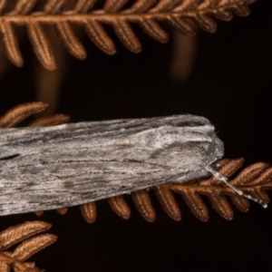 Capusa (genus) at Cotter River, ACT - 7 Feb 2019