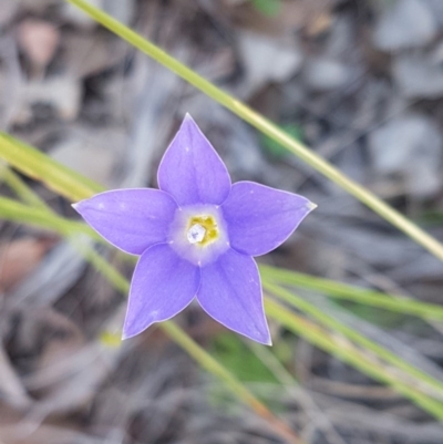 Wahlenbergia graniticola (Granite Bluebell) at Holt, ACT - 13 Oct 2020 by trevorpreston