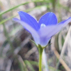 Wahlenbergia graniticola at Holt, ACT - 13 Oct 2020