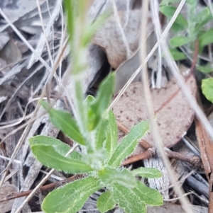 Wahlenbergia graniticola at Holt, ACT - 13 Oct 2020