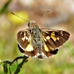 Trapezites phigalioides at Downer, ACT - 13 Oct 2020