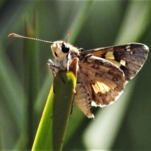 Trapezites phigalioides at Downer, ACT - 13 Oct 2020