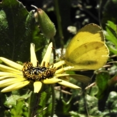 Eurema smilax (Small Grass-yellow) at Coree, ACT - 12 Oct 2020 by JohnBundock