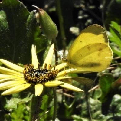 Eurema smilax (Small Grass-yellow) at Coree, ACT - 12 Oct 2020 by JohnBundock