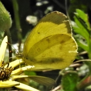 Eurema smilax at Coree, ACT - 13 Oct 2020 10:52 AM