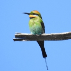 Merops ornatus (Rainbow Bee-eater) at Coree, ACT - 13 Oct 2020 by JohnBundock