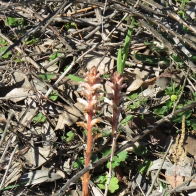 Orobanche minor (Broomrape) at Paddys River, ACT - 12 Oct 2020 by SandraH