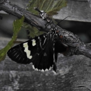 Phalaenoides glycinae at Wanniassa, ACT - 13 Oct 2020