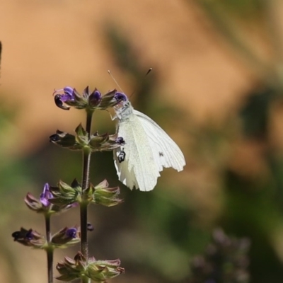 Pieris rapae (Cabbage White) at Tuggeranong DC, ACT - 12 Oct 2020 by RodDeb