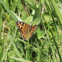 Junonia villida (Meadow Argus) at Gordon, ACT - 12 Oct 2020 by RodDeb