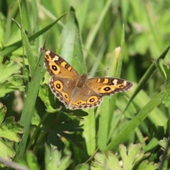 Junonia villida at Gordon, ACT - 12 Oct 2020