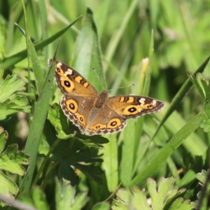 Junonia villida at Gordon, ACT - 12 Oct 2020