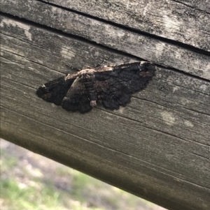 Pholodes sinistraria at Cook, ACT - 13 Oct 2020