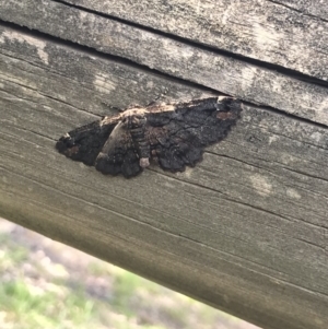 Pholodes sinistraria at Cook, ACT - 13 Oct 2020