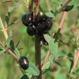 Chrysolina quadrigemina at Gordon, ACT - 12 Oct 2020